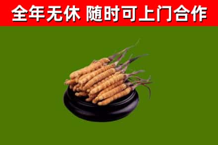 南川区烟酒回收冬虫夏草.jpg